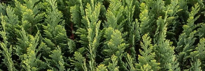 Nahaufnahme einer hellgrünen Zypresse.